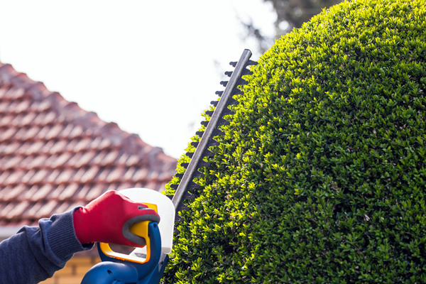 hedge trimming manchester main image