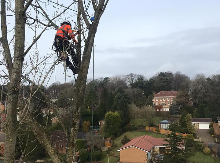tree surgeons bootle main image